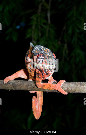 Maschio di Panther Chameleon (Furcifer pardalis), Madagascar, Africa Foto Stock