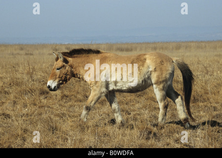 Cavallo di Przewalski (Equus ferus przewalskii), Burgenland, Austria Foto Stock