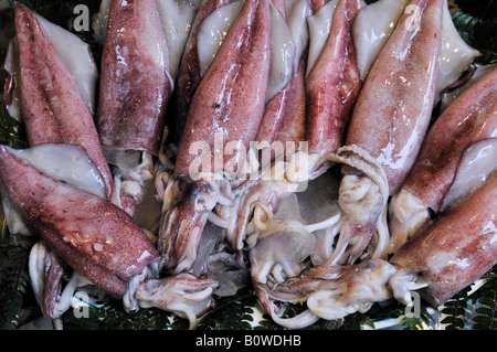 Calamari freschi venduti in un mercato di Istanbul, Turchia Foto Stock