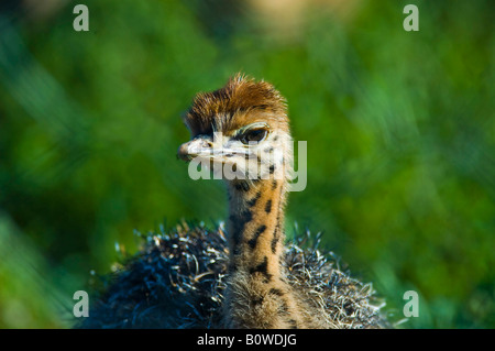 Pulcino di struzzo (Struthio camelus), Sud Africa Foto Stock