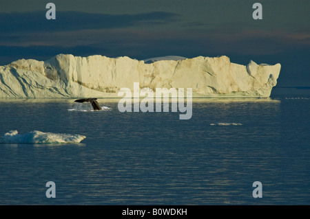 La coda di un diving Humpback Whale (Megaptera novaeangliae) nella parte anteriore di un iceberg, Disko Bay, Ilulissat, ad ovest della Groenlandia, Greenlan Foto Stock