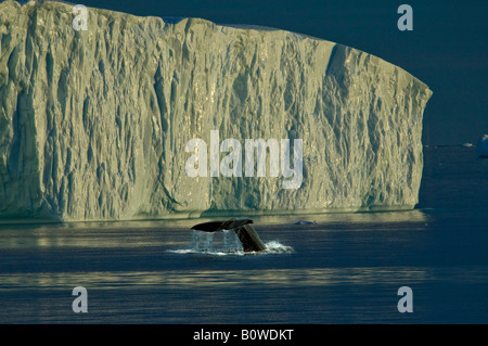 La coda di un diving Humpback Whale (Megaptera novaeangliae) nella parte anteriore di un iceberg, Disko Bay, Ilulissat, ad ovest della Groenlandia, Greenlan Foto Stock