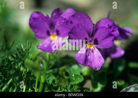 Heartsease o Wild Pansy (Viola tricolore), fiori viola Foto Stock