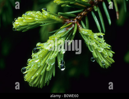 Gocce di acqua su un giovane ramoscello di abete (picea) Foto Stock
