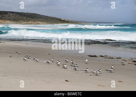 Maggiore Crested Sterne o Swift Sterne (Sterna bergii) a Horrocks Beach, Australia occidentale, Australia Foto Stock