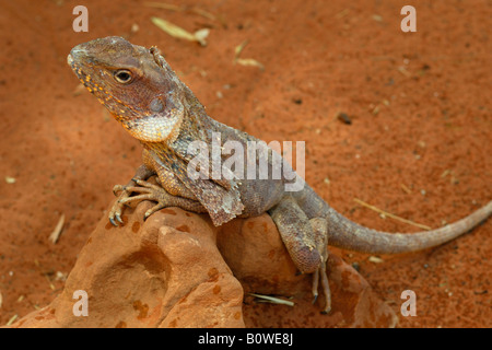 Balza il collo - Frilly Lucertola o Frilled Dragon (Chlamydosaurus kingii), Alice Springs, Territorio del Nord, l'Australia Foto Stock