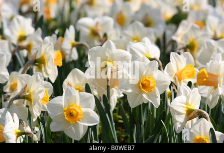 Giunchiglie (Narcissus) Foto Stock