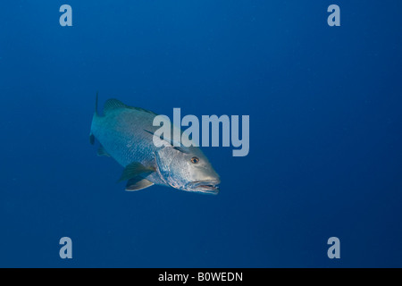 Twinspot o due spot Red Snapper (Lutjanus bohar), Honduras, Caraibi Foto Stock