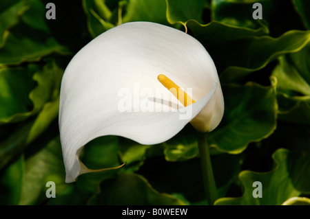 Il giglio del Nilo o Calla Lily (Zantedeschia aethiopica) blossom Foto Stock