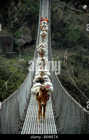 Caravan del pack muli camminando su un ponte di sospensione, Tatopani, Regione di Annapurna, Nepal, Asia Foto Stock