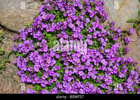 A FIORE GRANDE Aubrieta, Rock crescione o Rockcress (Aubrieta x cultorum), fioritura, in fiore Foto Stock