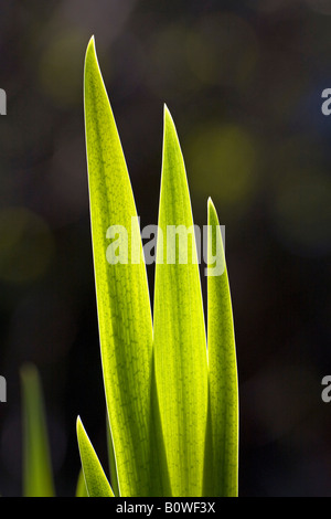 Bandiera Iris foglie in primavera (Iris pseudacorus), molla fogliame, germogli, retroilluminazione Foto Stock