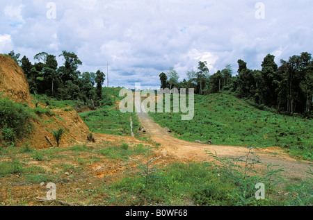 Giovani palme da olio (Elacis) piantagione nella parte anteriore della foresta pluviale, la distruzione della foresta pluviale, Sabah Borneo, sud-est asiatico Foto Stock