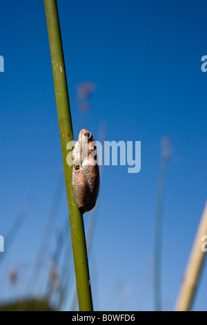 Close-up ampio angolo di ritratto di donna dipinto rana reed giacente su un singolo diagonale verde papiro reed a marsh Okavango Delta Botswana Africa Foto Stock