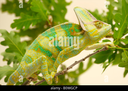 Yemen camaleonte Chamaeleo calyptratus Foto Stock