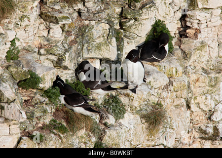 Razorbills Alca torda sulla sporgenza di roccia Bempton Cliffs yorkshire Foto Stock