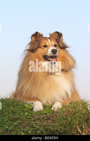 Sheltie - sdraiato sul prato Foto Stock