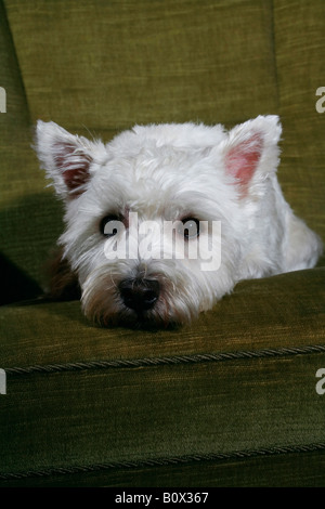 Ritratto di un West Highland White Terrier Foto Stock