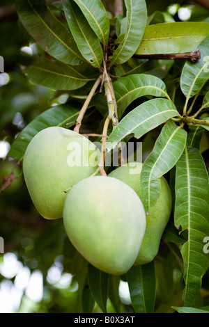 Manghi che cresce su un albero Foto Stock