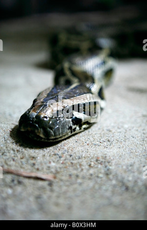 Royal Python, Berlino, Germania Foto Stock