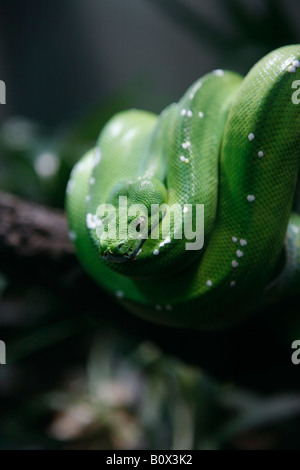 Un albero verde python (Morelia viridis) di Berlino, Germania Foto Stock