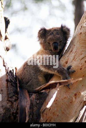 Un koala in una struttura ad albero Foto Stock