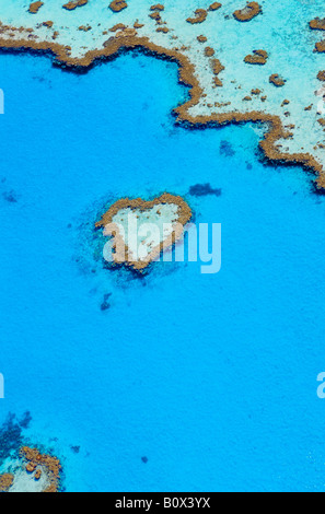 Cuore Reef, della Grande Barriera Corallina Foto Stock