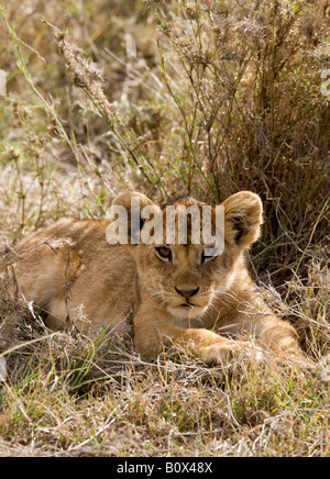 Un LION CUB giacente in erba Foto Stock