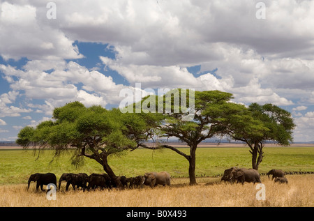 Un branco di elefanti in piedi sotto gli alberi di acacia Foto Stock