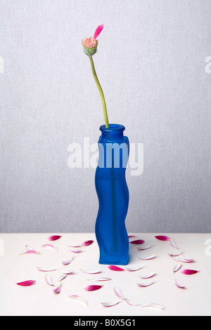 Una Gerbera Daisy in un vaso che ha perso tutti i suoi petali ma uno Foto Stock