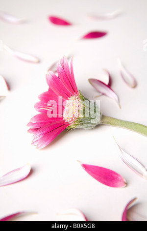 Una Gerbera Daisy che ha perso la metà dei suoi petali Foto Stock