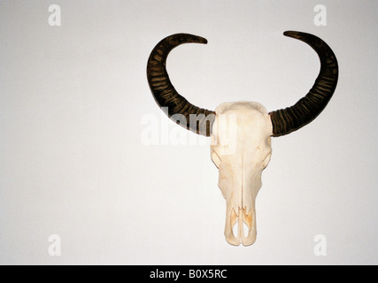 Cranio animale appeso a una parete Foto Stock