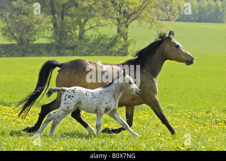 Knabstrupper cavallo puledro con broodmare Foto Stock