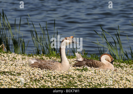 Marrone oche cinese al mero Ellesmere Shropshire England Regno Unito Foto Stock