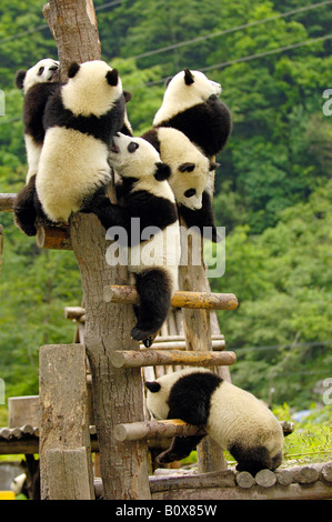 Panda gigante (Ailuropoda melanoleuca). Sei individui giovani salendo una scala in un gioco penna Foto Stock