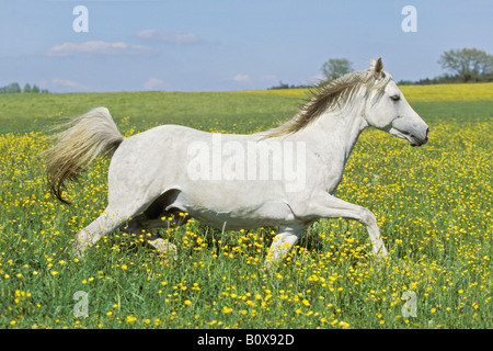 Arabian Horse stallone - trotto su prato Foto Stock