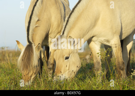 Due cavalli norvegese - munching Foto Stock