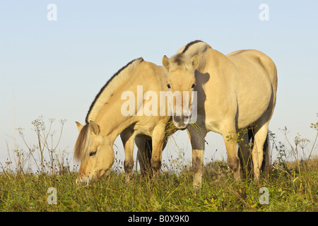 Due cavalli norvegese - munching Foto Stock