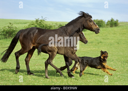 Pony Connemara puledro con mare e cane halfbreed Foto Stock