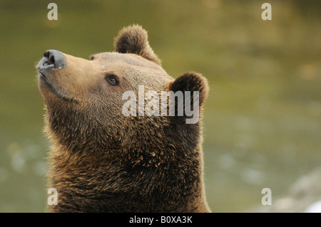 Orso bruno - Ritratto / Ursus arctos Foto Stock