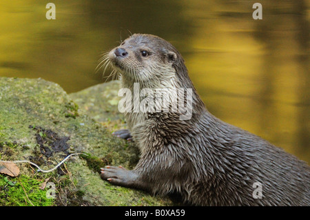 Unione Lontra di fiume (Lutra lutra) sulla riva Foto Stock