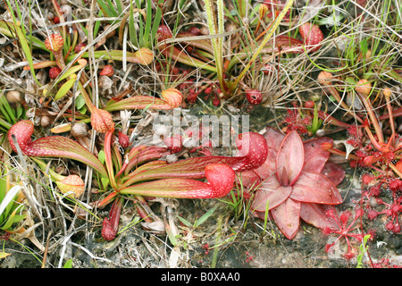 Varie piante carnivore, Parrot pianta brocca, Rosso Butterwort, e Sundews Florida USA Foto Stock