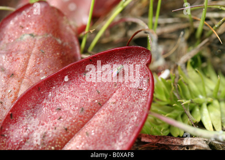 Chapman's Butterwort (Pinguicula planifolia), palude di infiltrazioni, pianura costiera del Golfo, ecosistema di pini a foglia lunga, se USA, di Dembinsky Photo Assoc Foto Stock