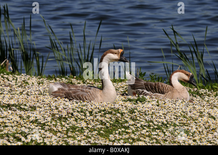 Marrone oche cinese al mero Ellesmere Shropshire England Regno Unito Foto Stock