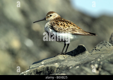 Dunlin Calidris alpina su una roccia sul isola scozzese in estate Foto Stock