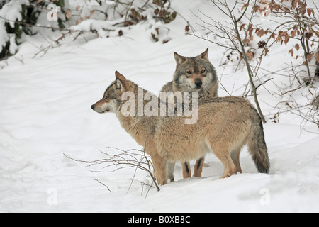 Due lupi europeo - in piedi nella neve / Canis lupus Foto Stock