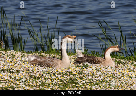 Marrone oche cinese al mero Ellesmere Shropshire England Regno Unito Foto Stock