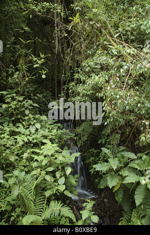 Ruscello Costarica rain forest foresta pluviale foresta tropicale foresta tropicale montana Foto Stock