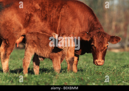 Il tedesco Angus bestiame bovini domestici (Bos primigenius f. taurus), mucca con vitello Foto Stock