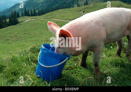 Suini domestici (Sus scrofa f. domestica), bere da una benna, Germania Foto Stock